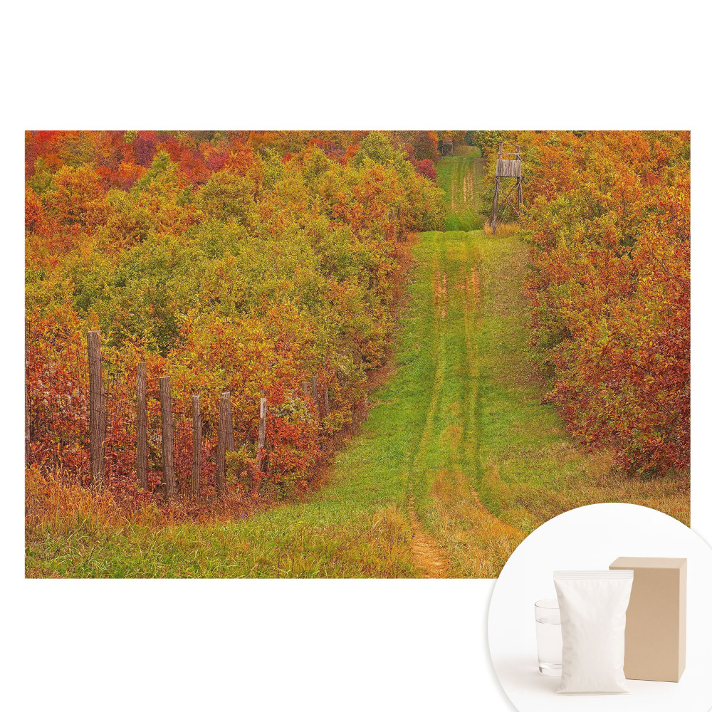 Tapet fotografic pe material nețesut Un drum de toamnă printre copaci colorați