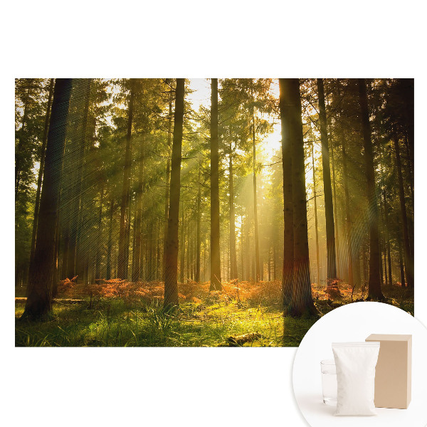 Tapet nețesut cu imprimeu Pădure însorită dimineața