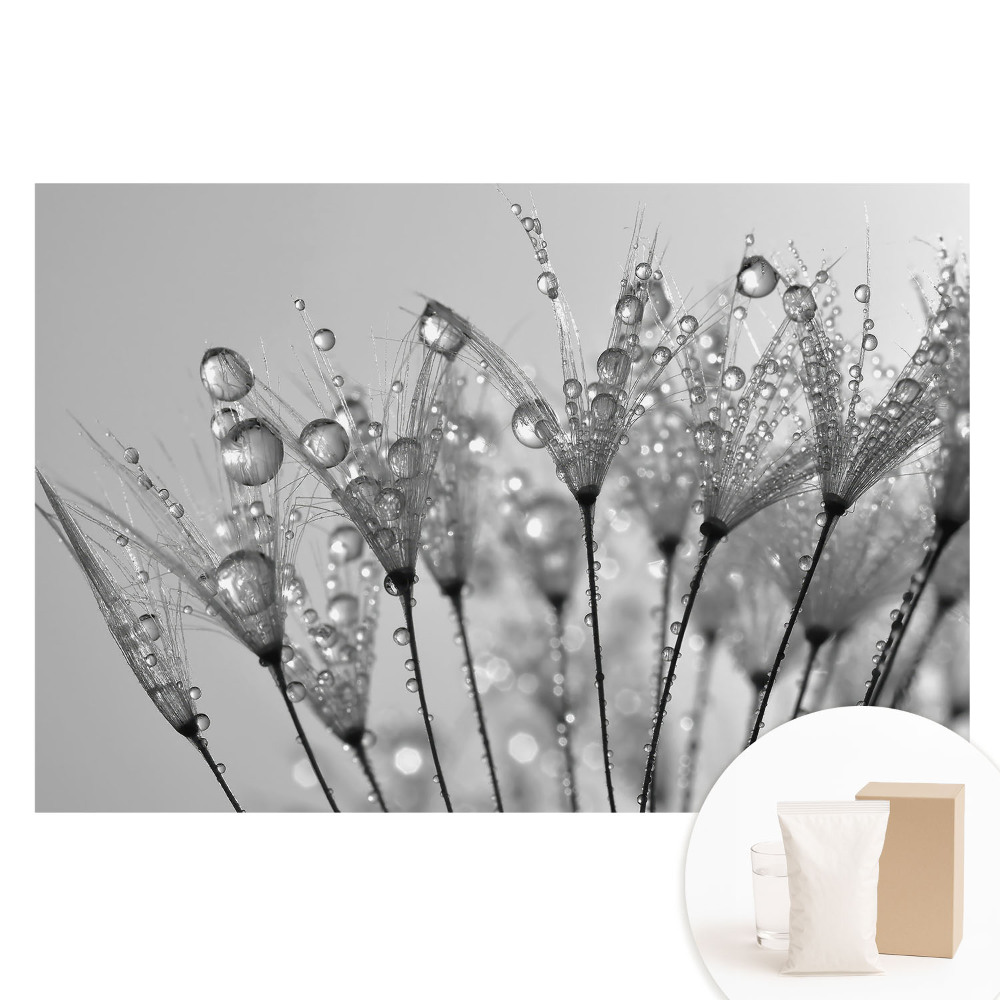 Fototapet cu imprimeu pe material nețesut Picături pe semințe de păpădie