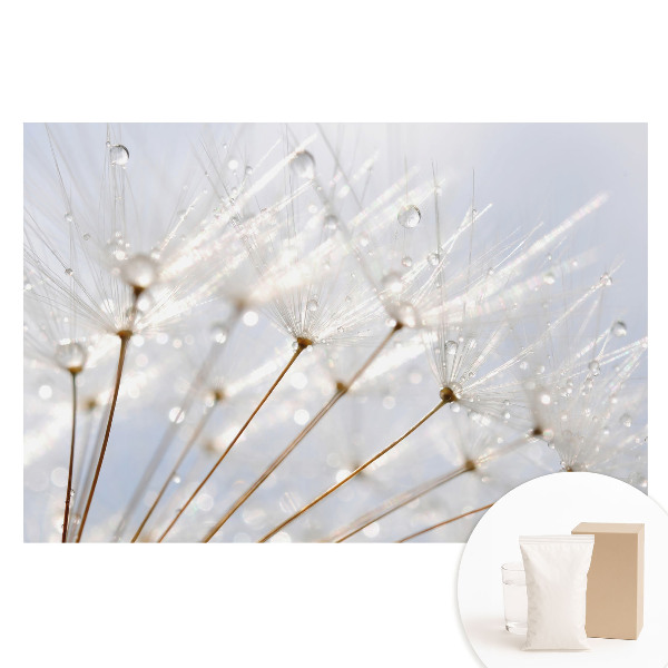 Tapet nețesut cu imprimeu Păpădie cu picături de rouă