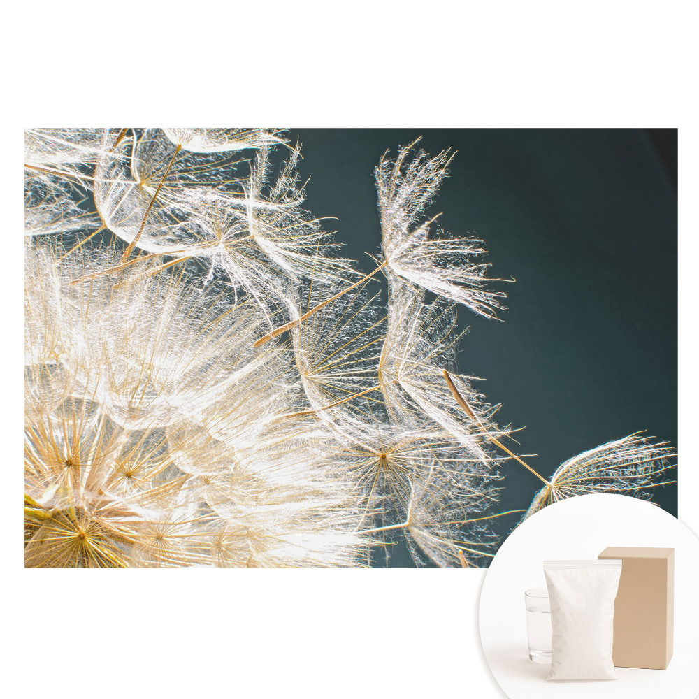 Fototapet cu imprimeu pe material nețesut Semințele eterice ale păpădiei delicate