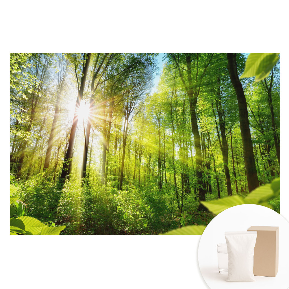 Tapet foto pe material nețesut Energia luminii solare din peisajul forestier.