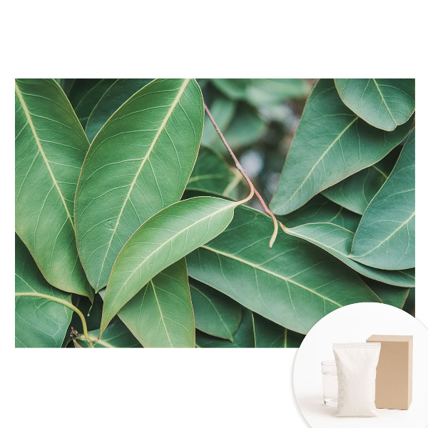 Tapet foto mare pentru perete Armonie minimalistă a frunzelor verzi