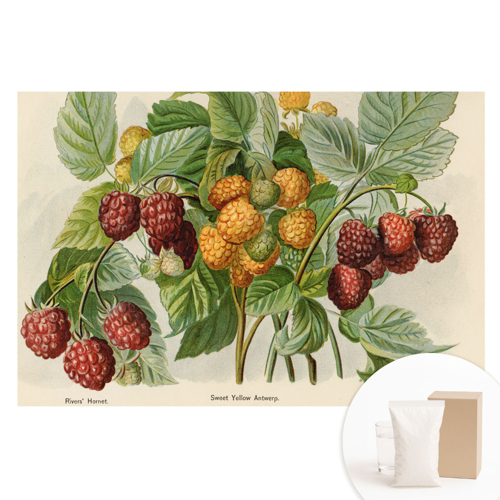 Tapet foto mare pentru perete Zmeură într-o ilustrație botanică