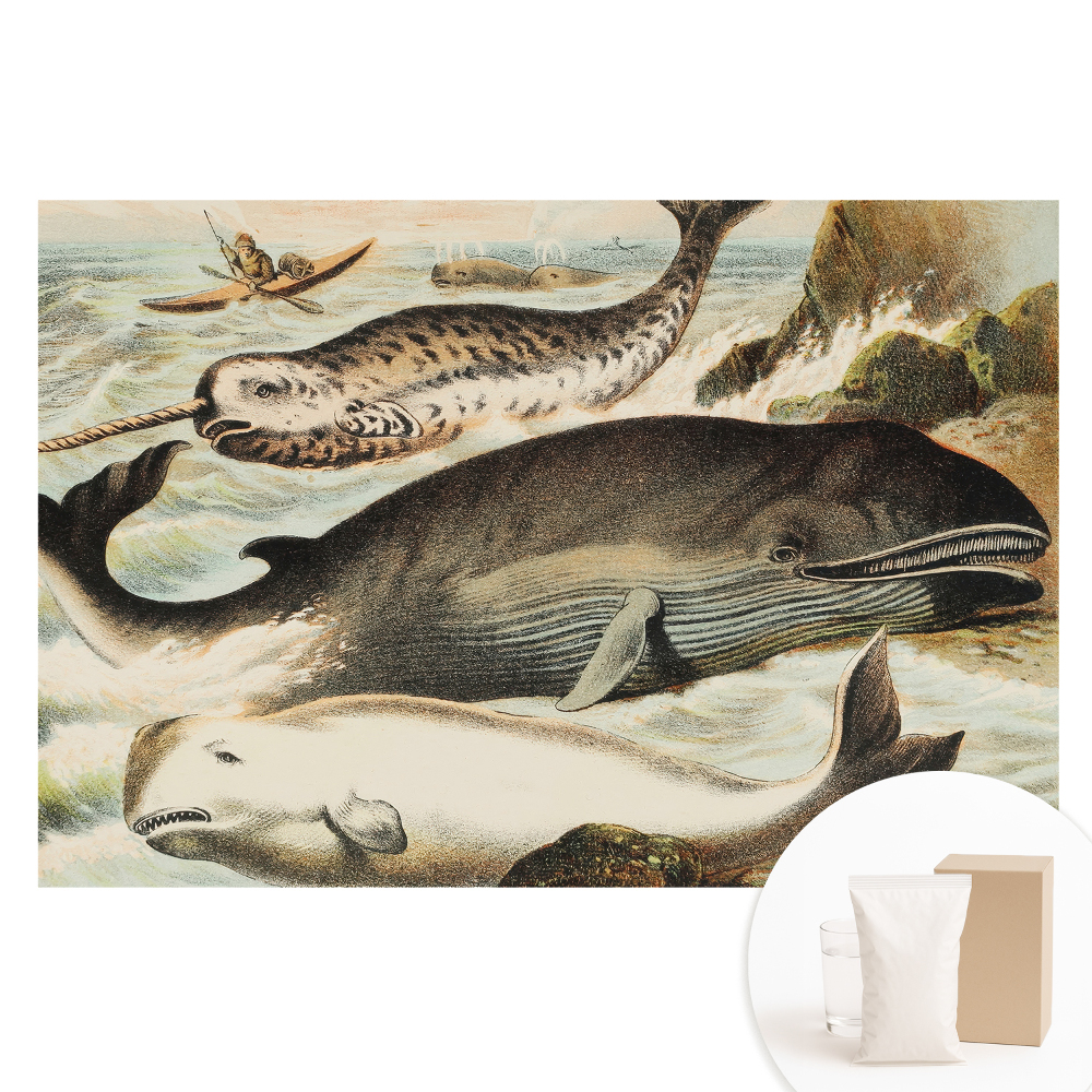 Fototapet din material nețesut cu ilustrație clasică de cetacee cu narval
