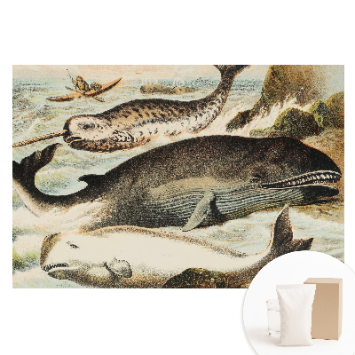 Fototapet din material nețesut cu ilustrație clasică de cetacee cu narval