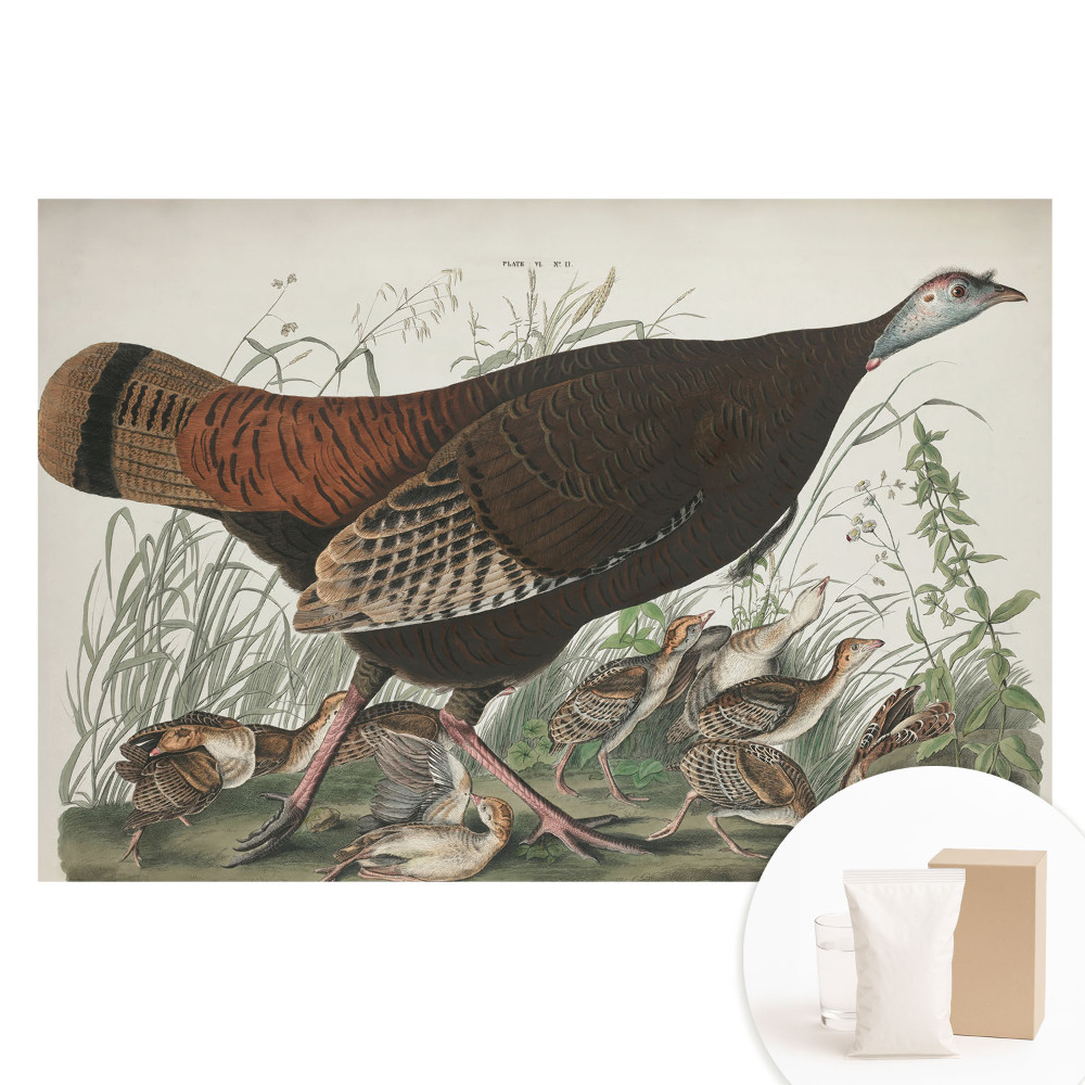 Fototapet cu imprimeu pe material nețesut Ilustrație naturală de curcan sălbatic