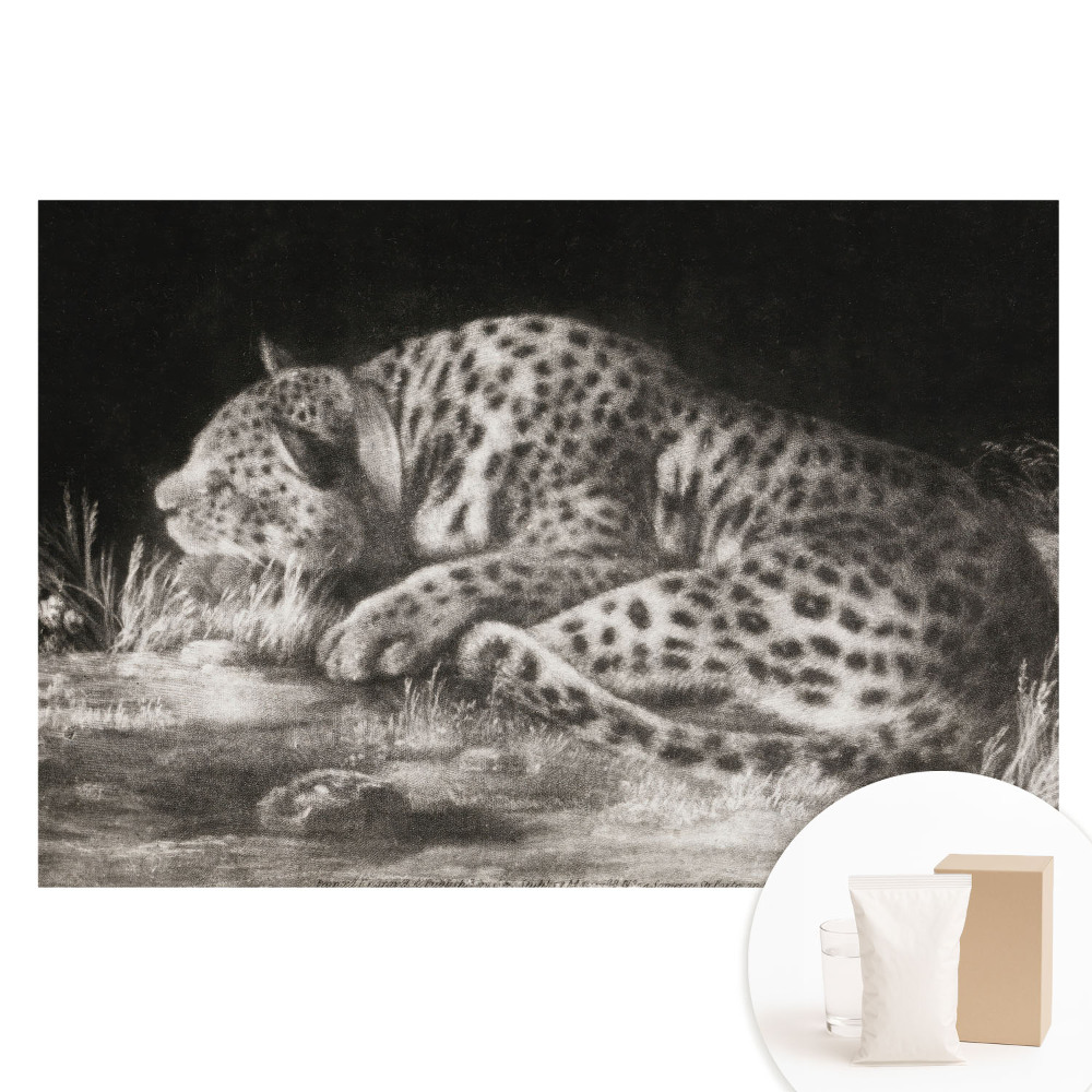 Tapet fotografic pe material nețesut Un leopard care se odihnește în iarbă