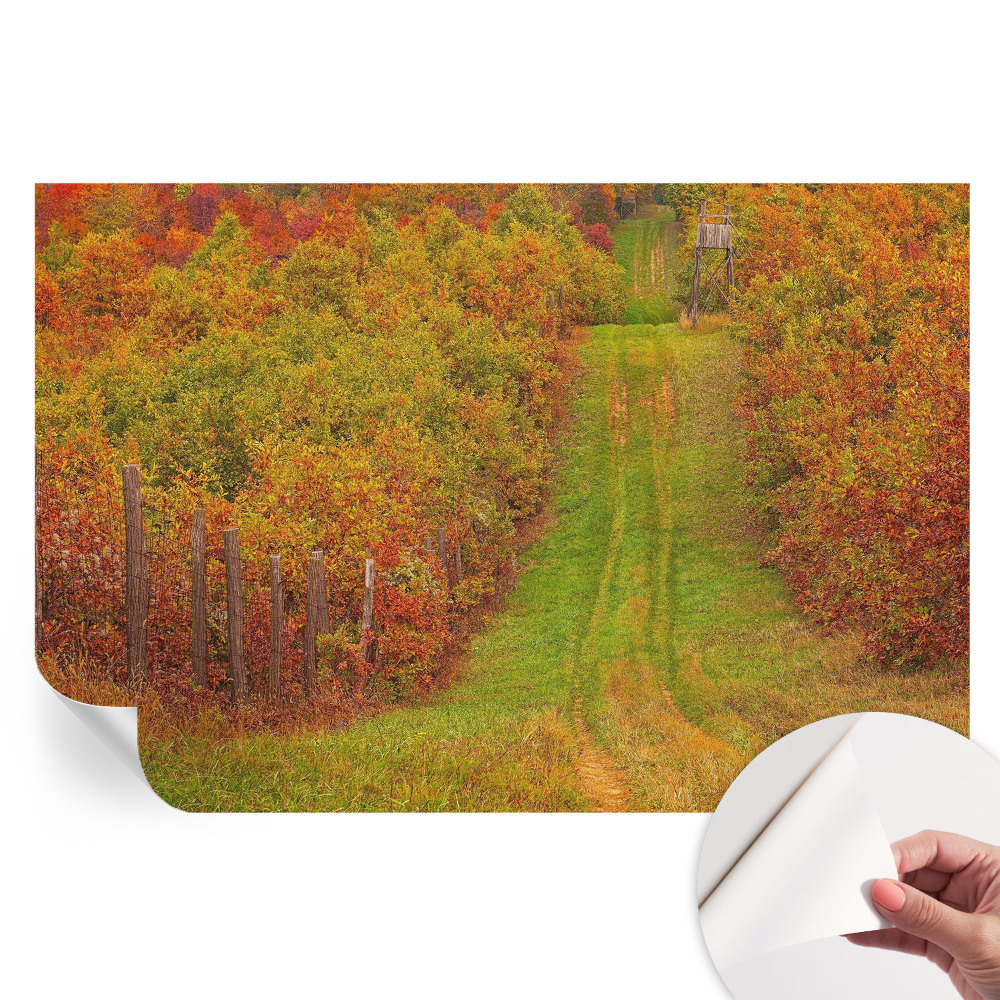 Tapet fotografic autoadeziv Culorile toamnei