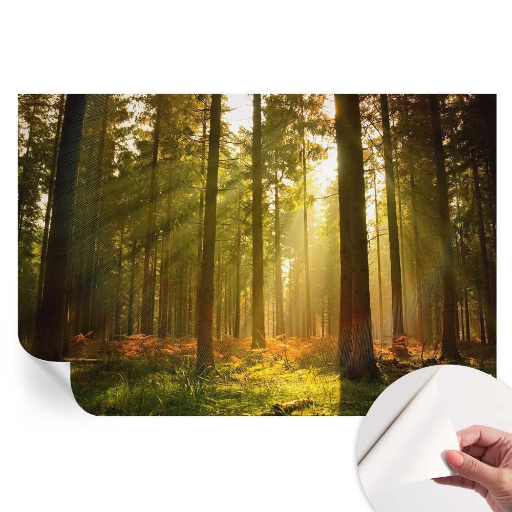 Fototapet autoadeziv pentru dormitor Dimineață în pădure