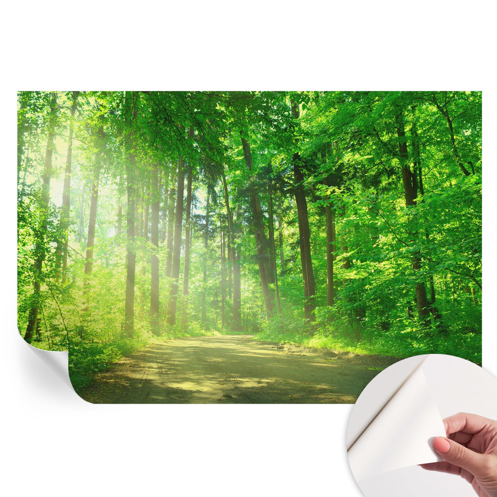 Fototapet modern pentru sufragerie Calea pădurii