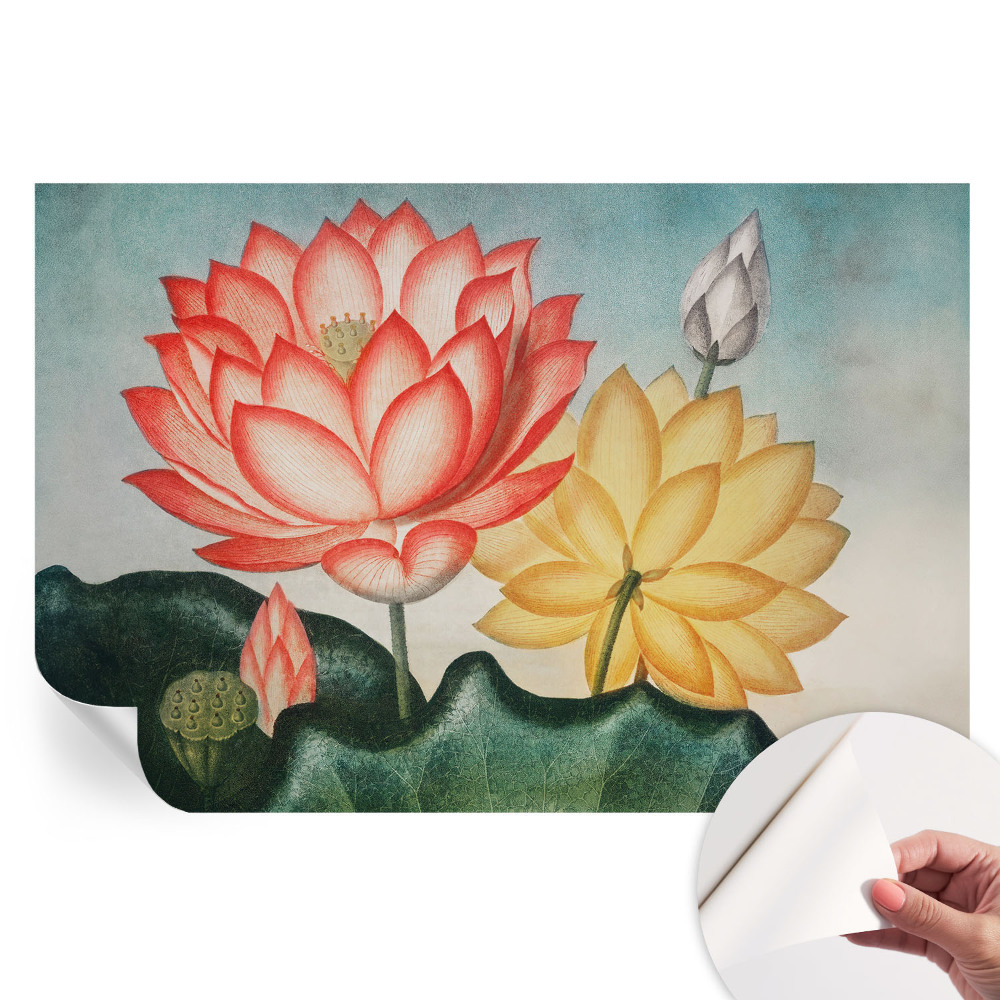 Tapet fotografic autoadeziv Flori de lotus
