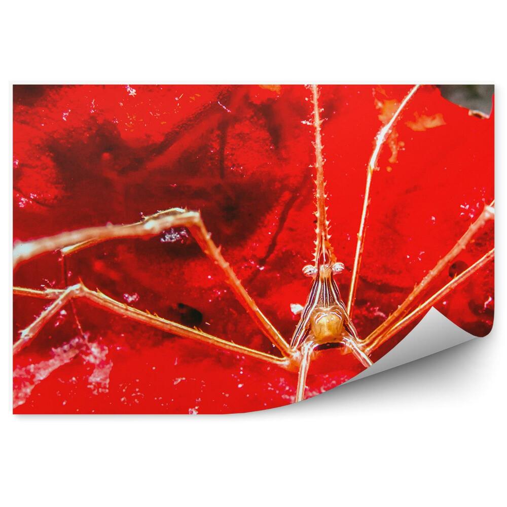 Fototapet perete Lumea Subacvatică A Culorilor Animalelor