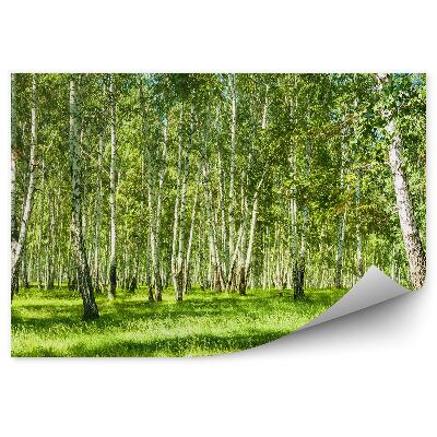 Fototapet Pădurea De Mesteacăn Într-O Zi Însorită