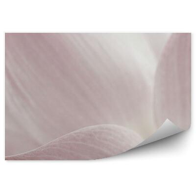 Fototapet Fundal alb de floare de lotus roz neclar