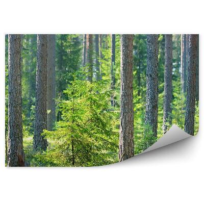 Fototapet vintage Iarbă De Pădure De Pini