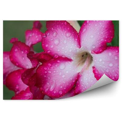 Fototapet pentru perete Flori roz roz frunze fundal verde