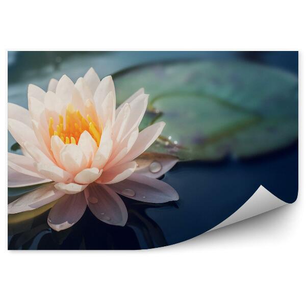 Fototapet perete Apă din frunze de floare de lotus albă și portocalie