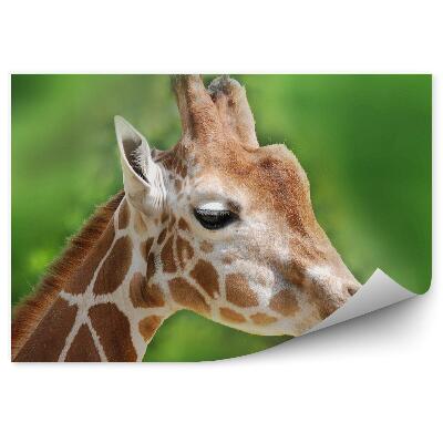 Fototapet vintage Portret de girafe africane fundal verde