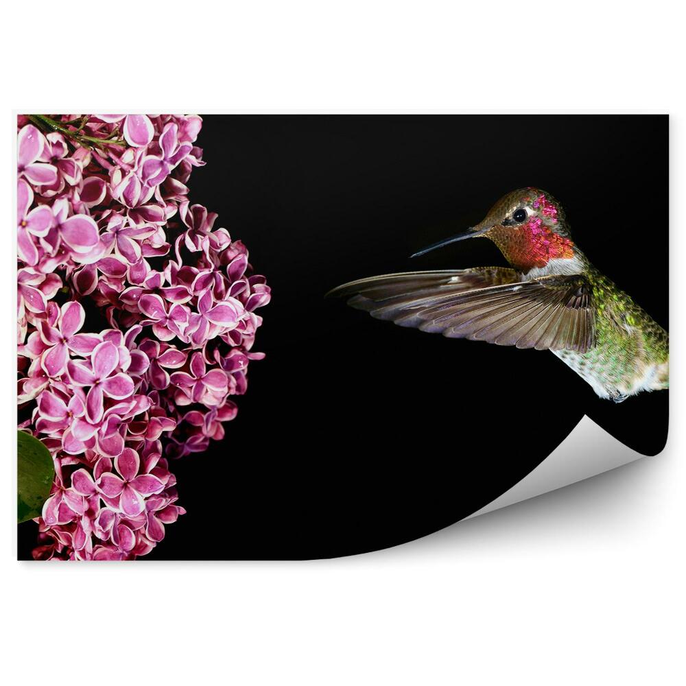 Fototapet pentru perete Roz liliac crenguță colibri fundal negru