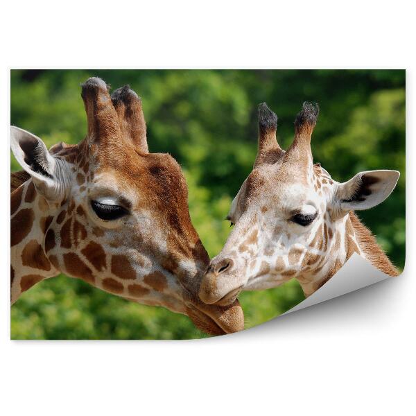 Decor fototapet Tirele girafe iubesc animalele din natura