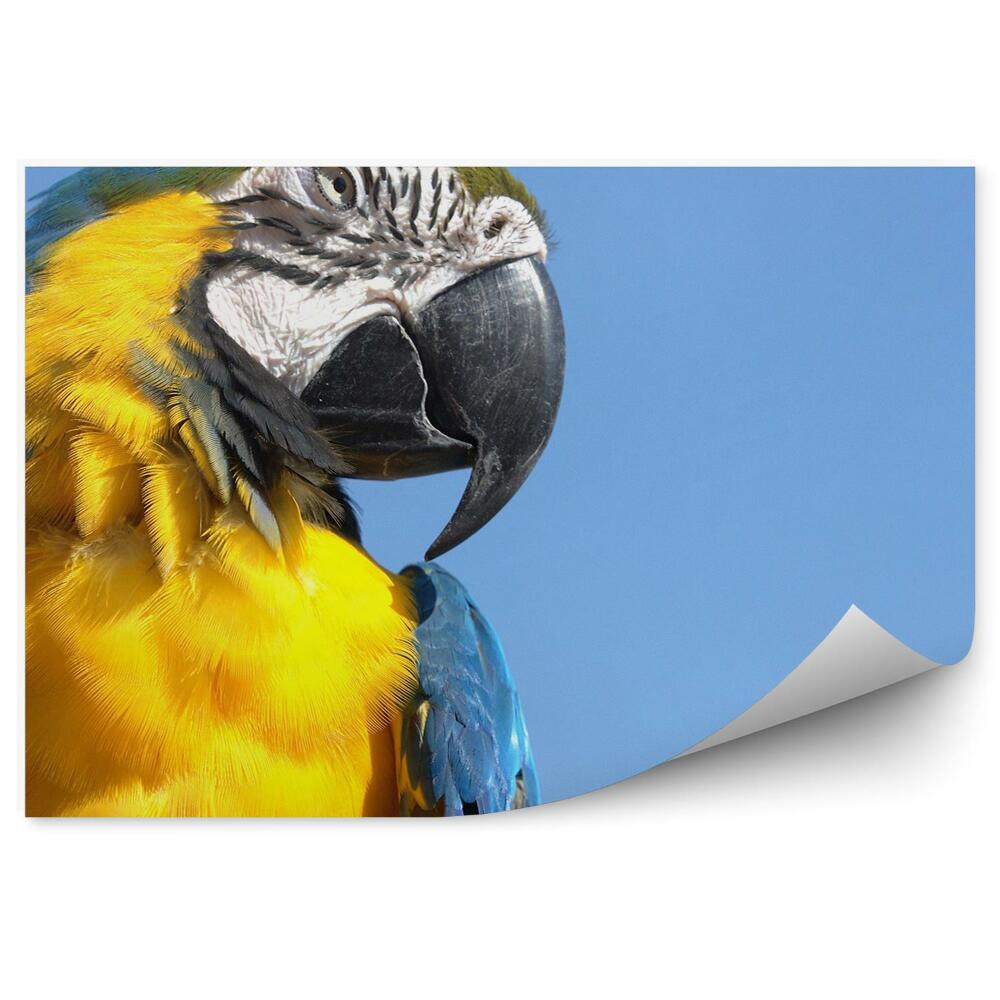 Decor fototapet Capul Unui Papagal Macaw De Aproape