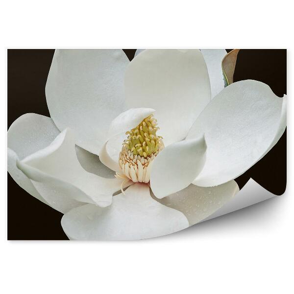 Decor fototapet floare de magnolie