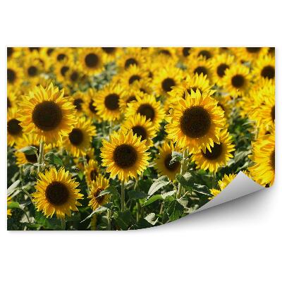 Fototapet Câmp de flori de floarea soarelui