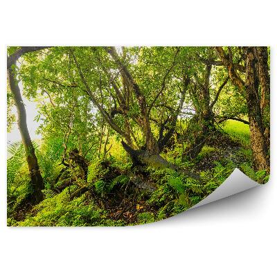 Fototapet perete Africa Junglă Ferigi Copaci Natura