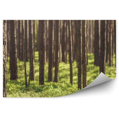 Fototapet perete Iarba De Pădure De Conifere