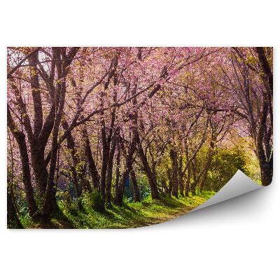 Fototapet pentru perete Calea florilor de cireș Thailanda natura