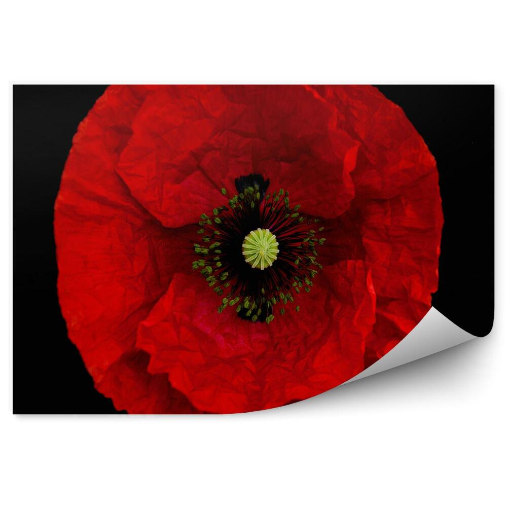 Fototapet perete Flori roșii petale de mac