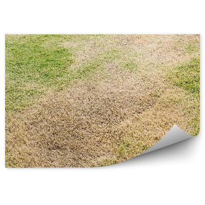 Fototapet perete Seceta Iarba Fragila Natura Vara