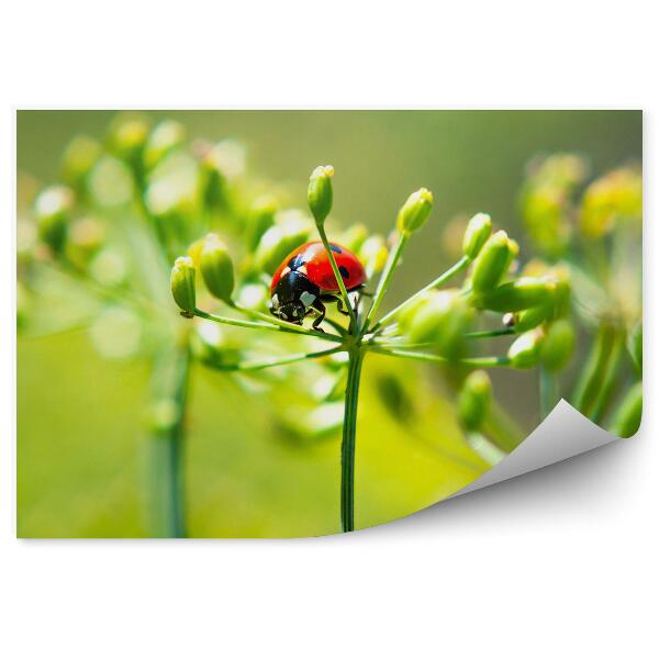 Decor fototapet Plante Flori Verde Buburuza Closeup Animal