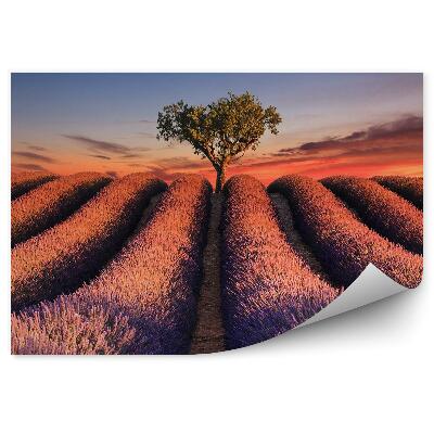 Fototapet Câmp De Lavandă, Benzi De Flori, Apus De Copac