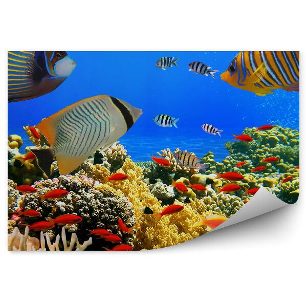 Fototapet Pește Corali Colorat Mare De Recif
