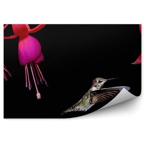 Decor fototapet Colibri flori fucsia frunze negre fundal