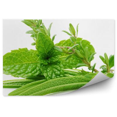 Fototapet Ierburi proaspete condimente crenguțe frunze fundal alb