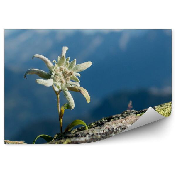 Fototapet perete Stâncă Edelweiss, Vedere La Alpi