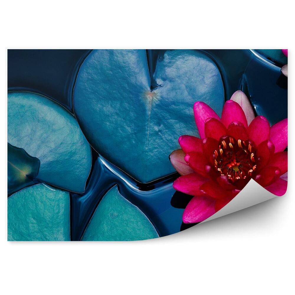 Fototapet perete Nufărul pe iaz vedere de sus