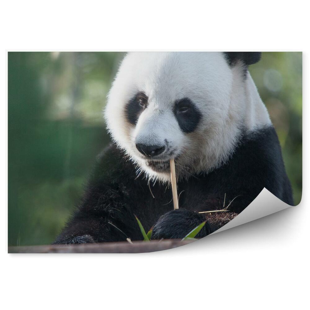 Fototapet vintage Un Panda Chibzuit