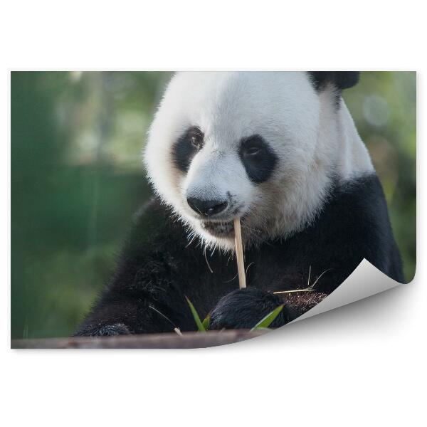 Fototapet vintage Un Panda Chibzuit