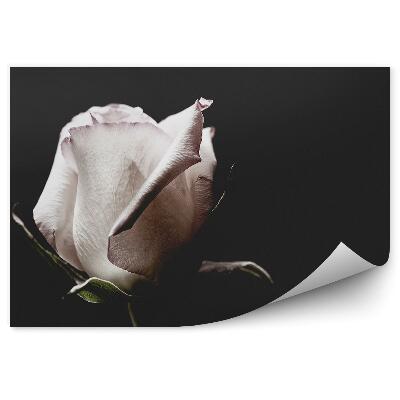 Fototapet Fundal cu flori de trandafir alb