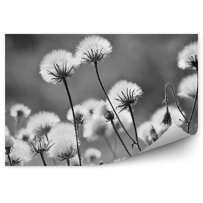 Fototapet vintage Păpădie De Aproape Alb-Negru