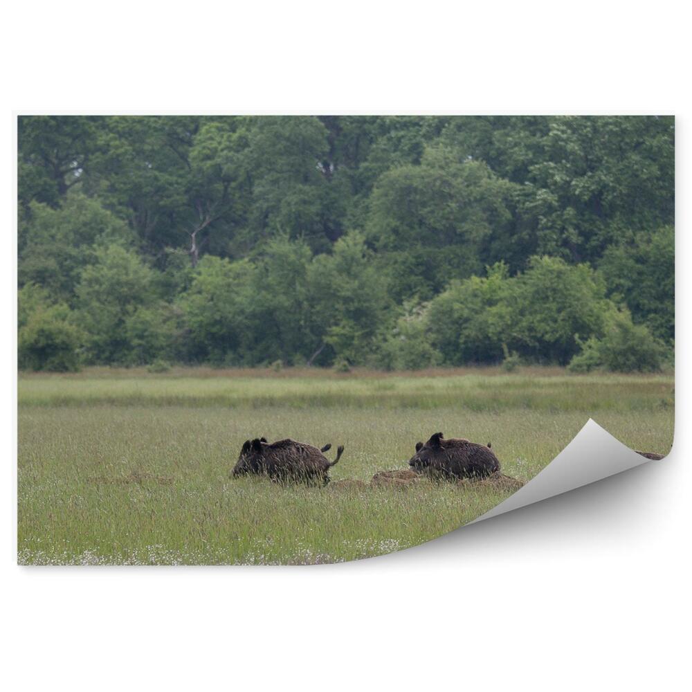 Fototapet pentru perete Natura Animalelor De Luncă Verde