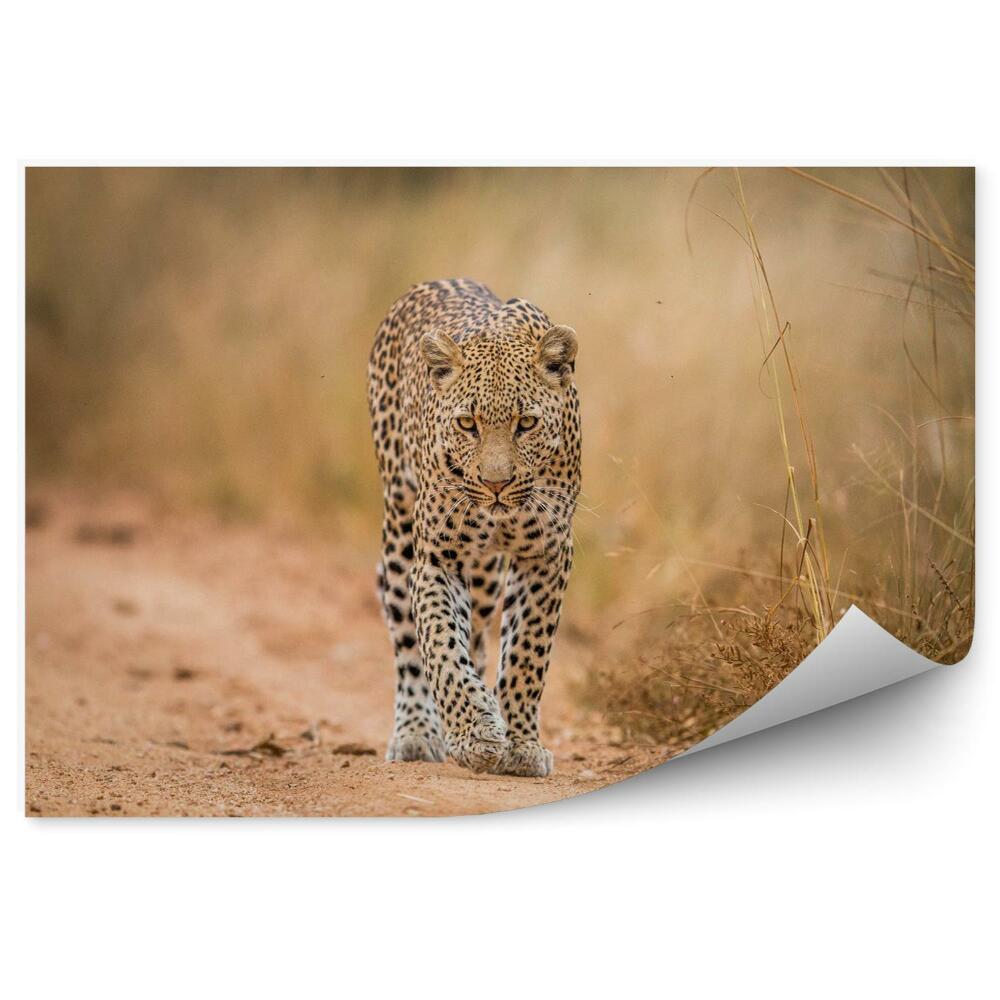 Fototapet pentru perete Leopard