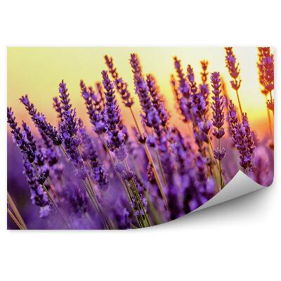 Fototapet pentru perete Câmp De Lavandă Înflorit Apus De Soare Provence Franța