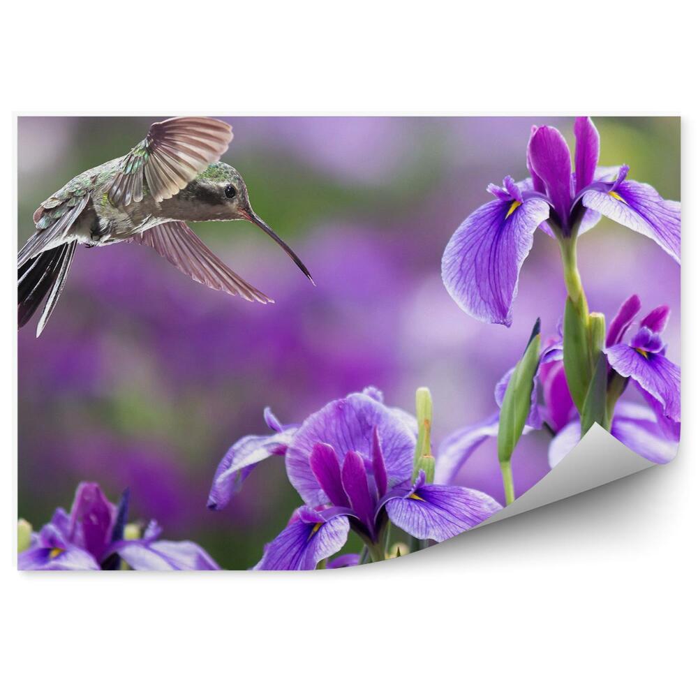 Decor fototapet Floare de iris violet pasăre colibri