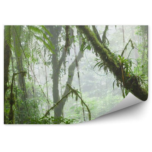 Fototapet pentru perete Ferigi De Pădure Tropicală
