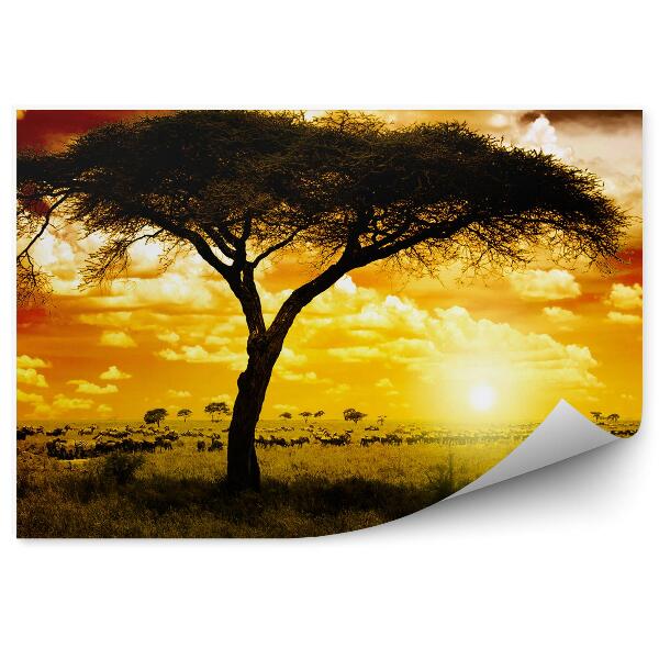 Fototapet vintage Africa animale plante natura apus de soare